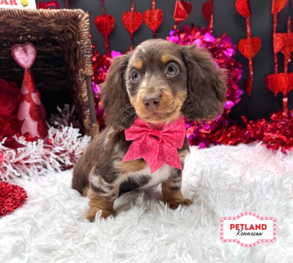 [#2688-05] Chocolate / Cream F Dachshund Puppies For Sale