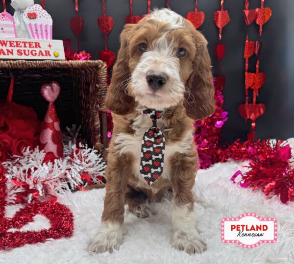[#26175-03] Red / White M Irish Setter/Poodle Puppies For Sale