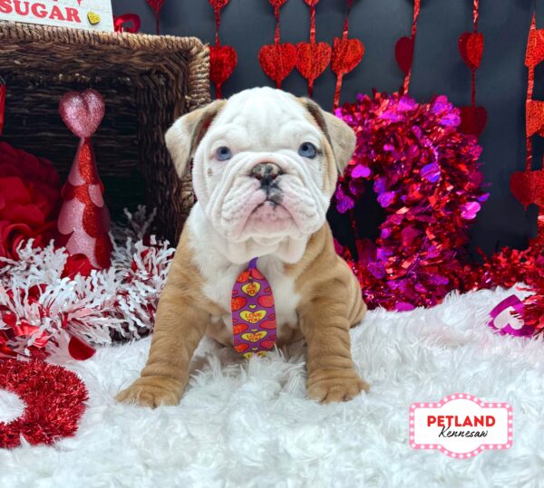 [#2619-01] Fawn / White M Bulldog Puppies For Sale