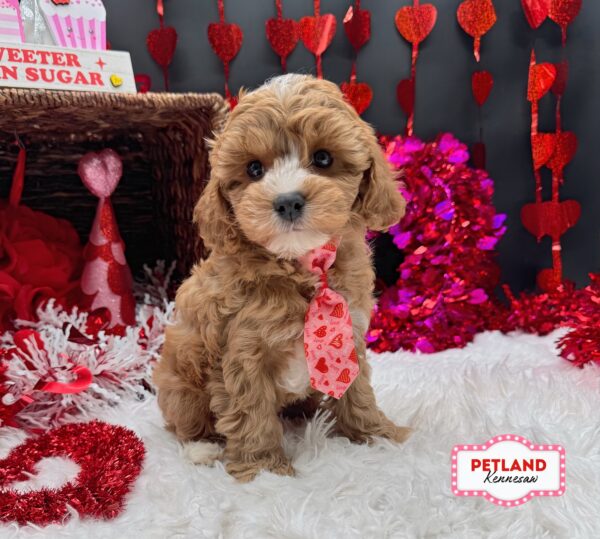 [#26320-01] Red M Cavapoo Puppies For Sale