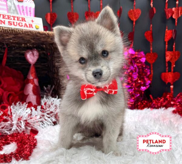[#2694-05] Wolf Sable F Pomsky Puppies For Sale