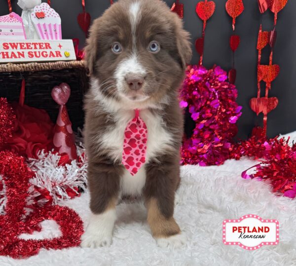[#2629-02] Red M Australian Shepherd Puppies For Sale