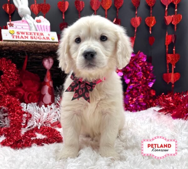 [#2634-03] English Cream F Golden Retriever Puppies For Sale