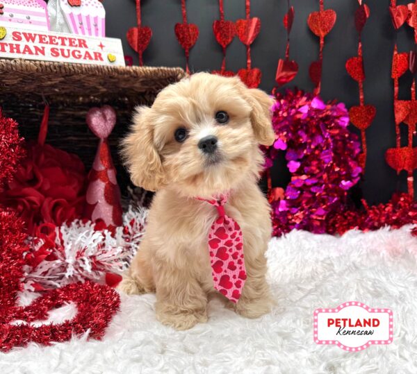 [#2658-02] Tan M Cavachon Puppies For Sale