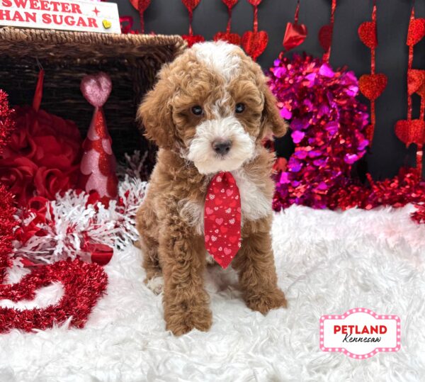 [#26138-01] Red / White M Poodle Mini Puppies For Sale