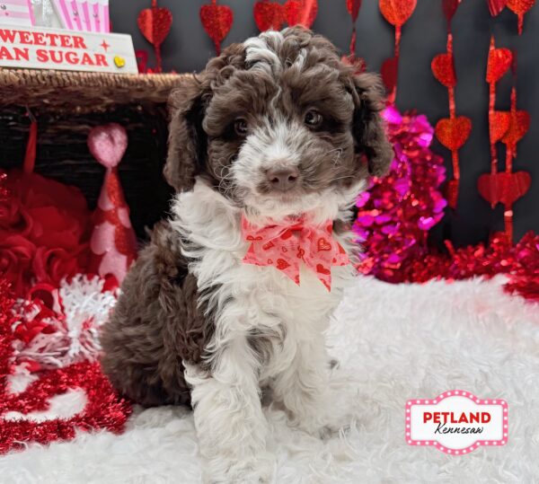 [#2613-02] Chocolate F Aussiepoo Puppies For Sale