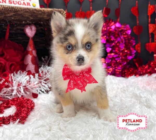 [#2694-04] Blue Merle F Pomsky Puppies For Sale
