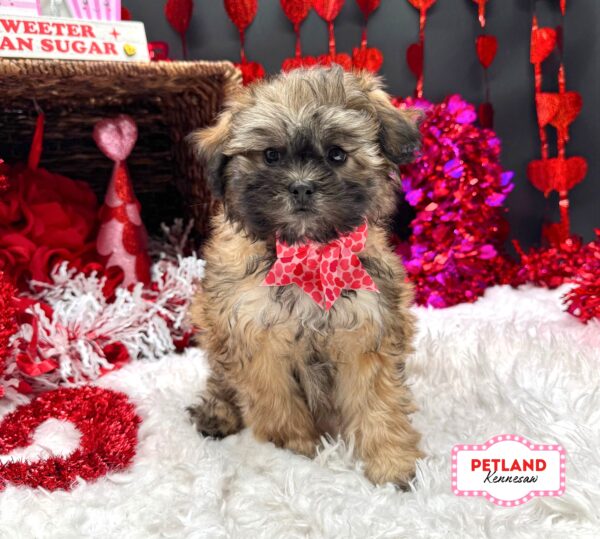 [#2695-05] Brown F ShihPoo Puppies For Sale