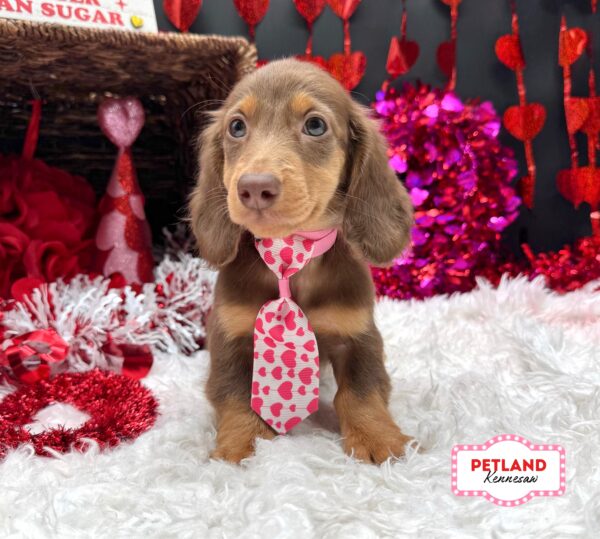 [#267-01] Chocolate M Dachshund Puppies For Sale
