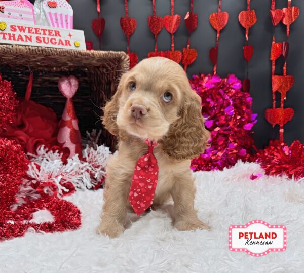 [#26211-02] Red M Cocker Spaniel Puppies For Sale