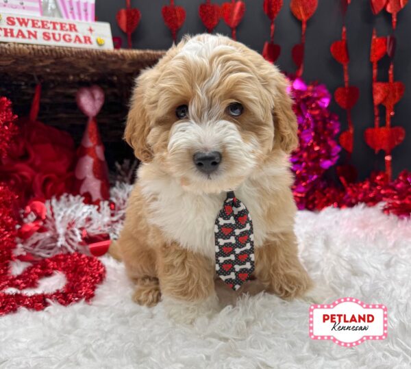 [#26378-01] Apricot M Goldendoodle Mini Puppies For Sale