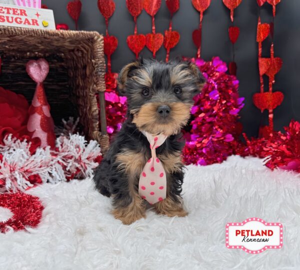 [#26124-02] Black / Tan M Yorkshire Terrier Puppies For Sale