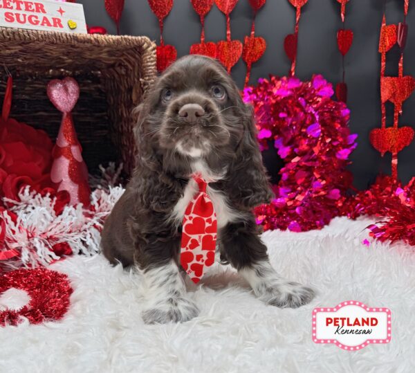 [#26207-02] Chocolate / White M Cocker Spaniel Puppies For Sale