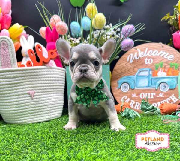 [#26302-05] Lilac / Tan F French Bulldog Puppies For Sale