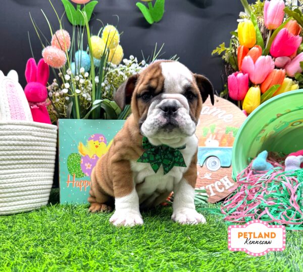 [#26188-05] Red / White F English Bulldog  Puppies For Sale
