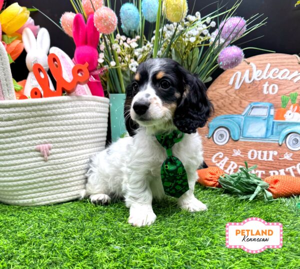 [#2640-02] White M Dachshund Puppies For Sale