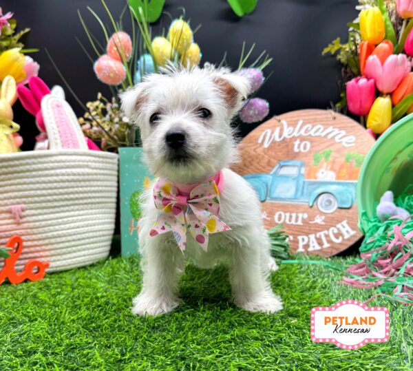 [#26390-06] White F West Highland White Terrier Puppies For Sale