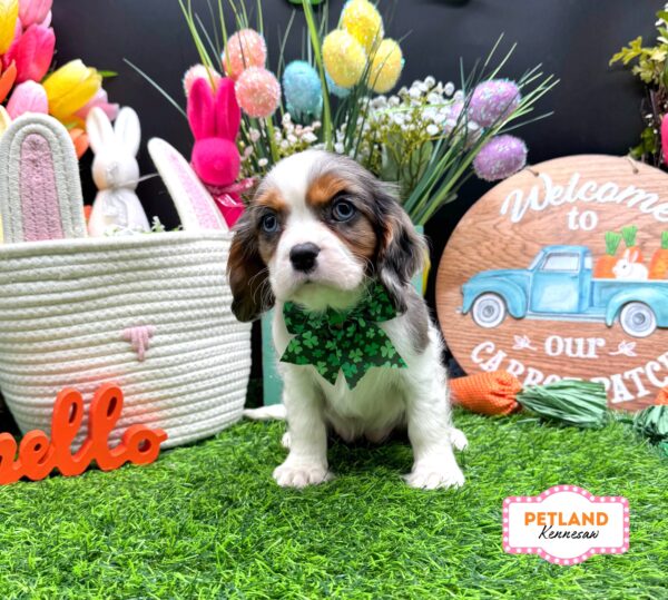 [#26327-03] White Blue Merle / Tan F Cavalier King Charles Spaniel Puppies For Sale
