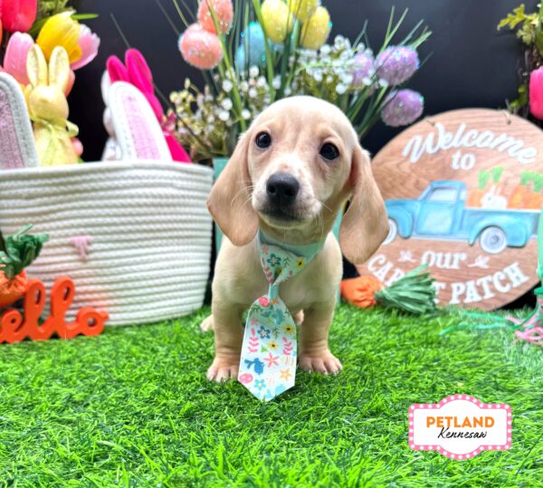 [#26464-04] Cream M Dachshund Puppies For Sale