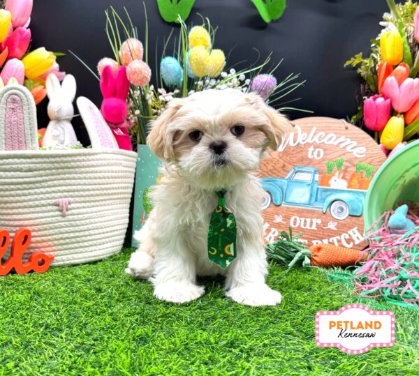 [#2635-01] Cream / White M Shih Tzu Puppies For Sale