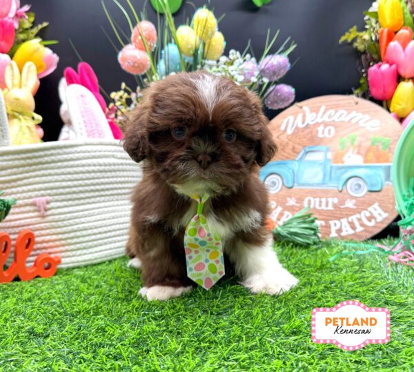 [#26359-05] Chocolate M Shih Tzu Puppies For Sale