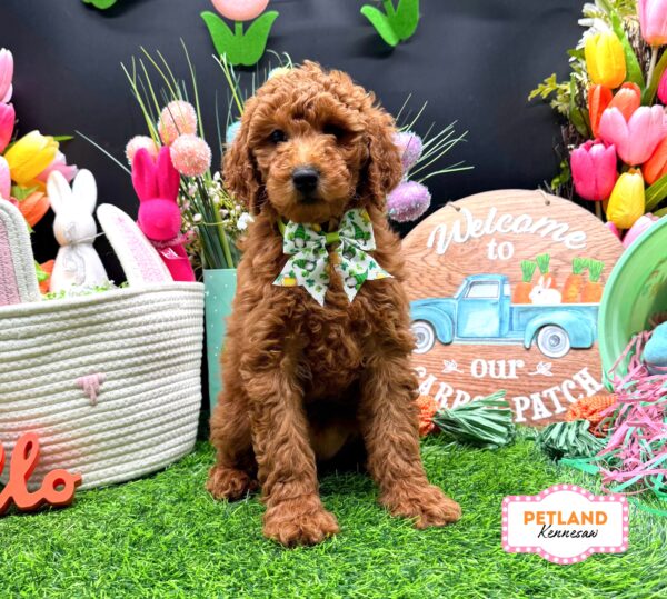 [#26272-05] Dark Red F Goldendoodle Mini F2b Puppies For Sale
