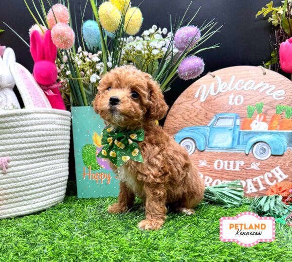 [#26277-08] Red F Poodle Mini Puppies For Sale