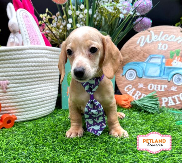 [#26464-05] Cream M Dachshund Puppies For Sale