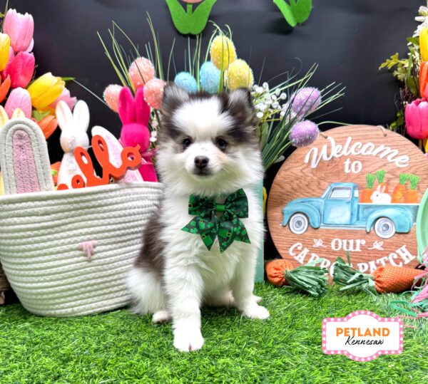 [#26291-07] Black / White F Pomsky Puppies For Sale
