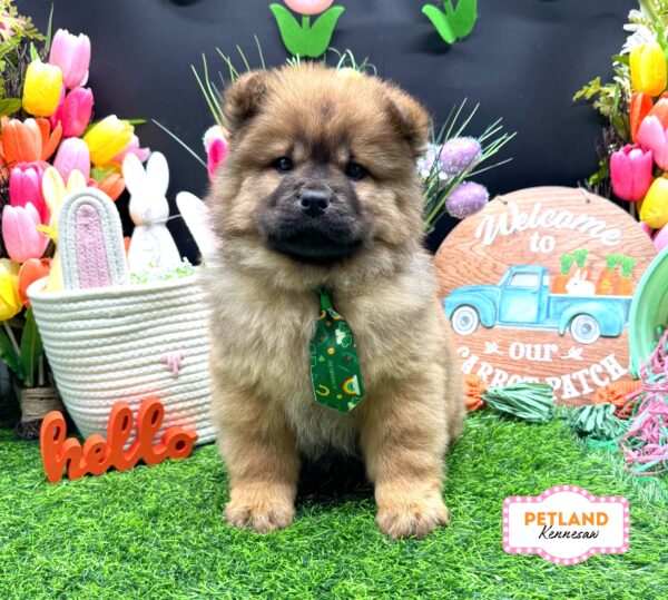 [#26404-04] Red M Chow Chow Puppies For Sale