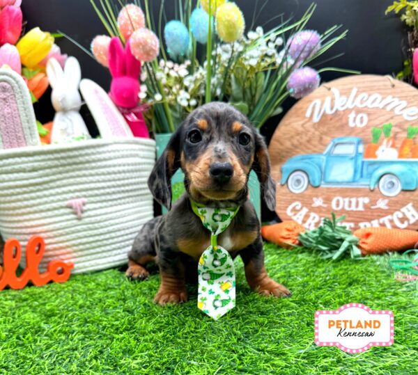 [#26121-02] Blue Dapple M Dachshund Puppies For Sale