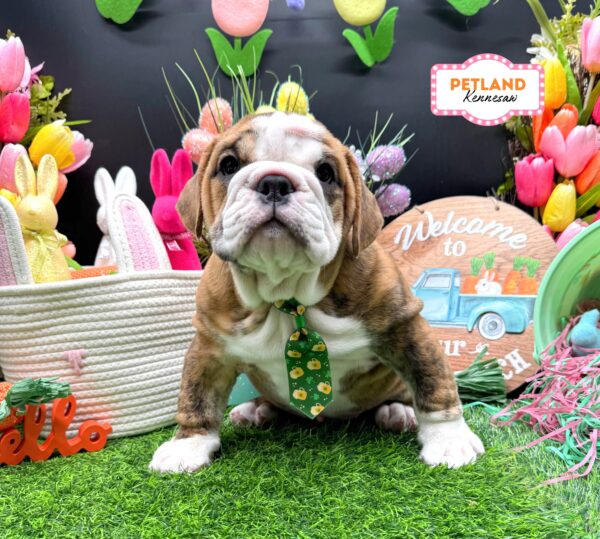 [#26203-01] Brindle / White M Beabull Puppies For Sale