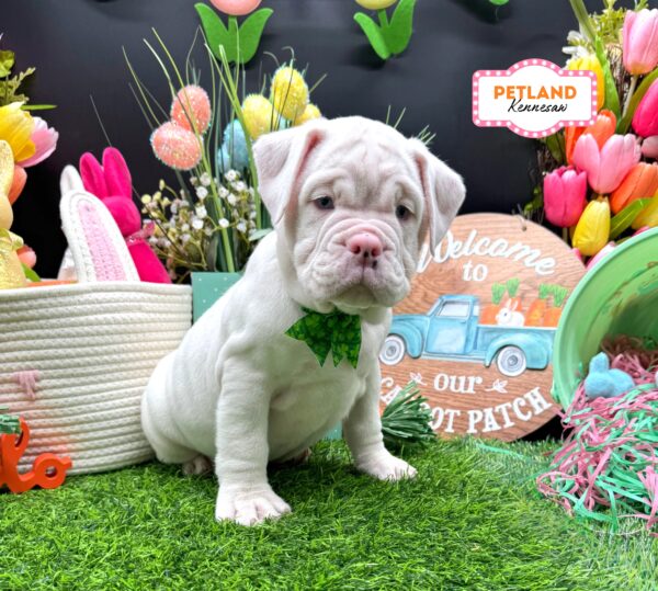 [#26270-06] White / Red F Beabull Puppies For Sale