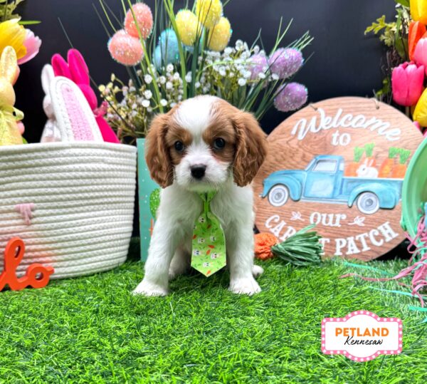 [#26269-01] Blenheim M Cavalier King Charles Spaniel Puppies For Sale
