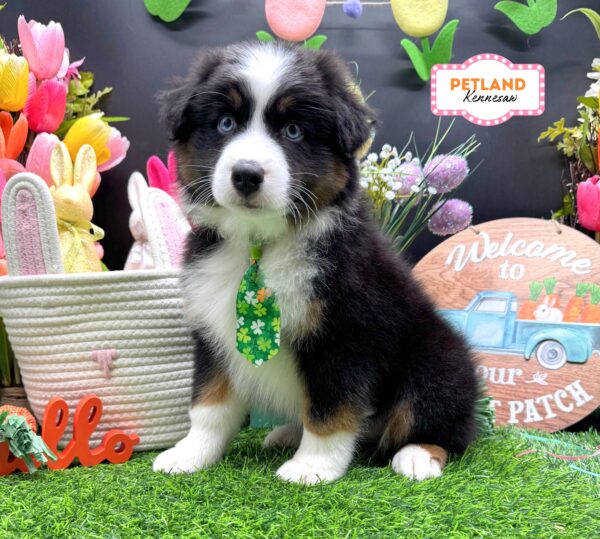 [#2685-01] Black M Australian Shepherd Puppies For Sale