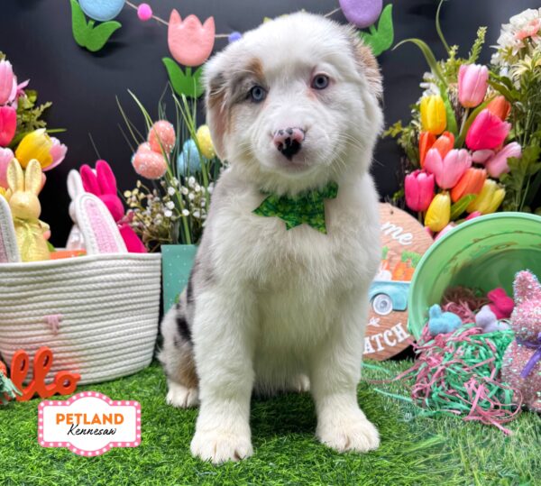 [#2684-06] Blue Merle F Australian Shepherd Puppies For Sale