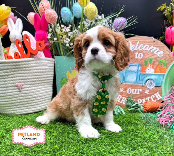 [#26213-02] Blenheim M Cavalier King Charles Spaniel Puppies For Sale