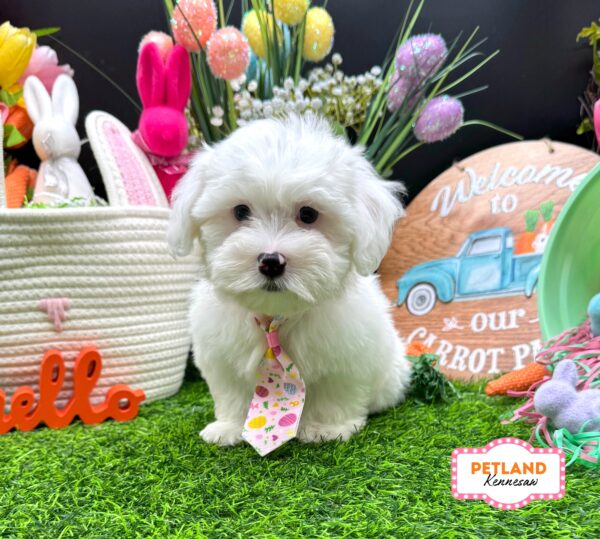 [#2660-01] White M Coton de Tulear Puppies For Sale