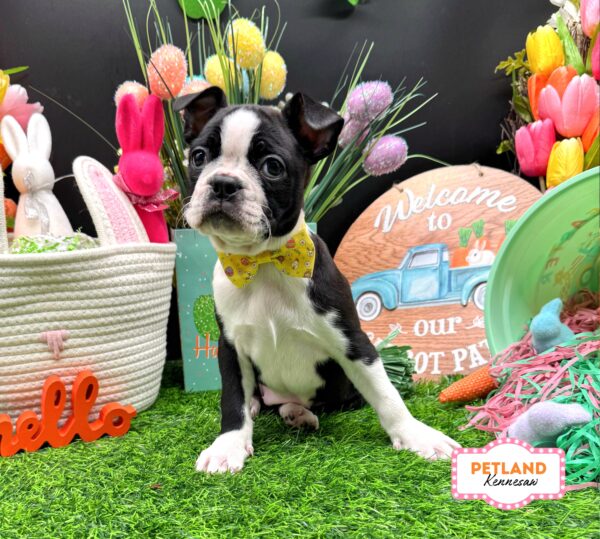 [#26367-02] Tri-Colored F Boston Terrier Puppies For Sale