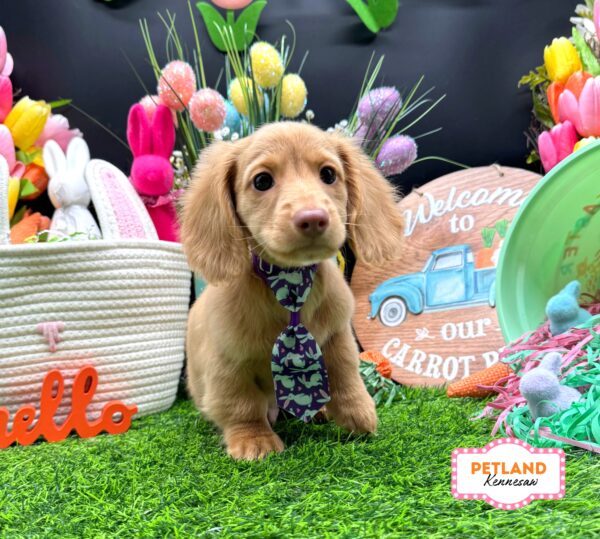 [#2678-03] Cream M Dachshund Puppies For Sale