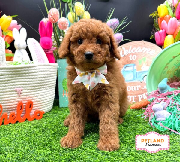 [#26275-06] Red F Goldendoodle Mini F1b Puppies For Sale