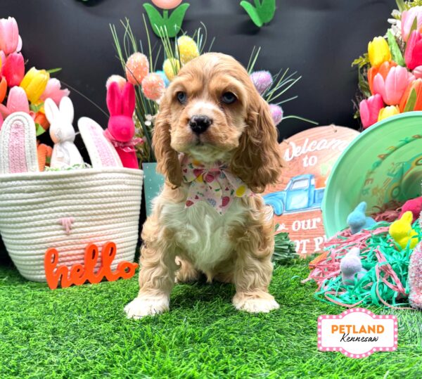 [#26219-05] Red Merle F Cocker Spaniel Puppies For Sale