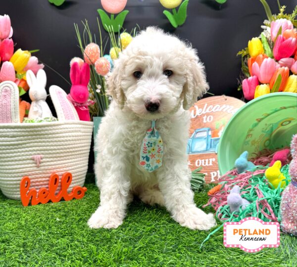 [#2644-01] White M Goldendoodle Puppies For Sale