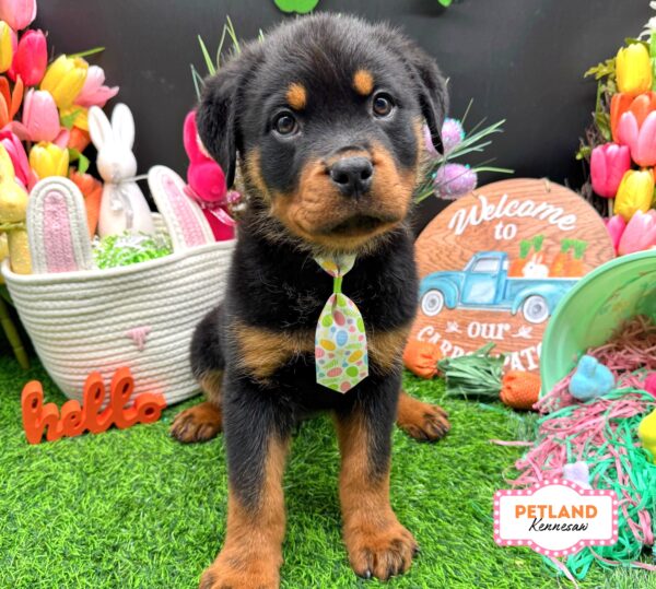 [#26230-01] Black / Tan M Rottweiler Puppies For Sale