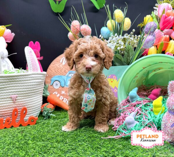 [#26305-01] Tan M Poodle Mini Puppies For Sale