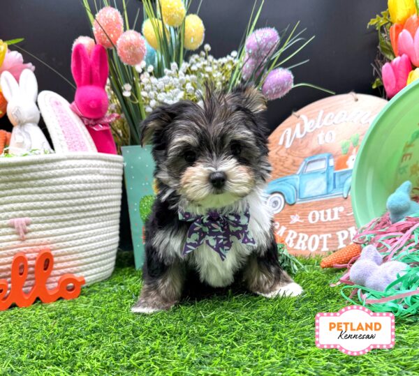 [#26144-03] Black / White F Morkie Puppies For Sale