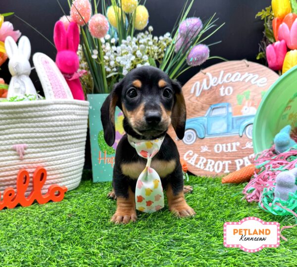 [#26235-03] Black / White M Dachshund Puppies For Sale