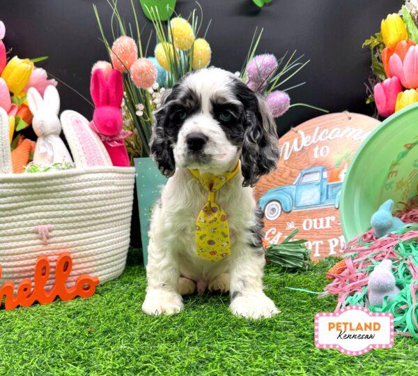 [#26219-04] Gray M Cocker Spaniel Puppies For Sale