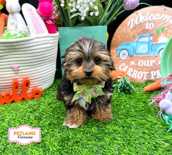 [#2677-02] Black / Tan F Yorkshire Terrier Puppies For Sale