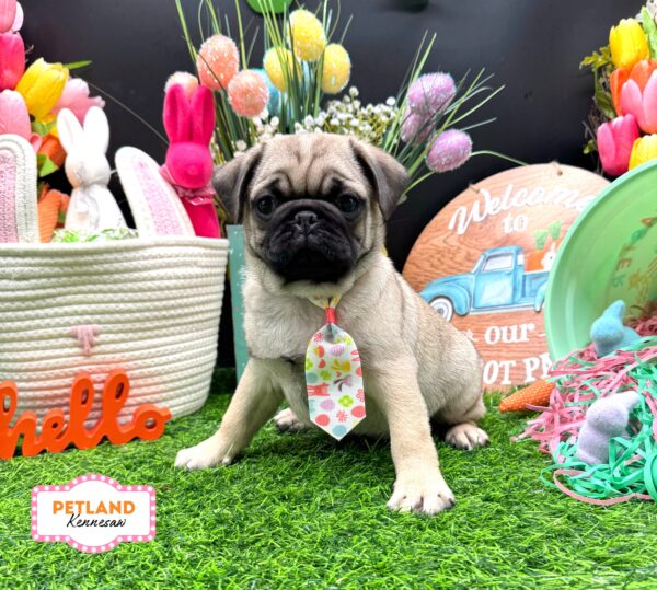 [#26192-02] Fawn M Pug Puppies For Sale